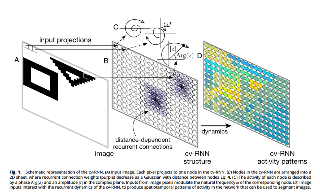 复值循环神经网络（Complex-Valued Recurrent Neural Network，cv-RNN）：从数学层面理解神经网络的决策过程